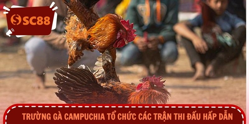Trường gà Campuchia tổ chức các trận thi đấu hấp dẫn